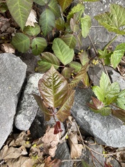 Toxicodendron radicans