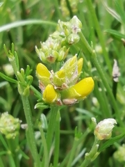 Genista pilosa