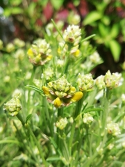 Genista pilosa