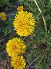 Taraxacum officinale