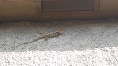 Sceloporus bimaculosus