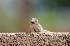 Sceloporus occidentalis