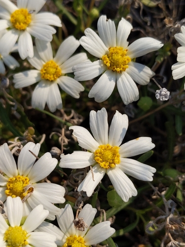 blackfoot daisy