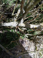 Genista pilosa