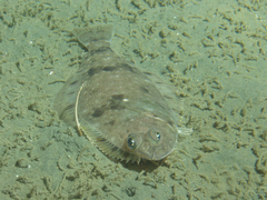 Dover Sole photo 2