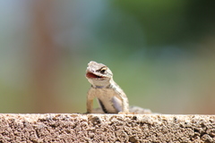 Sceloporus occidentalis