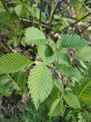 Ulmus