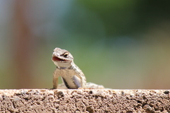 Sceloporus occidentalis