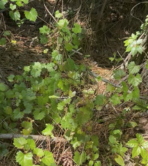 Erythemis simplicicollis