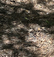 Erythemis simplicicollis