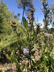 Ceanothus parryi