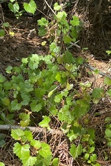 Erythemis simplicicollis