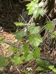 Erythemis simplicicollis