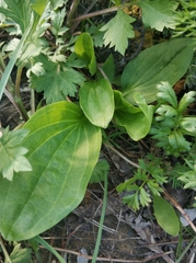 Plantago major