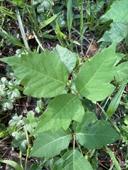 Toxicodendron radicans