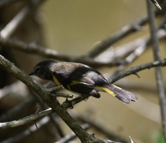Setophaga ruticilla