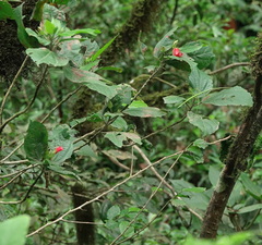 Comparettia falcata