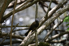 Setophaga ruticilla