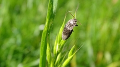 Agrypnus murinus