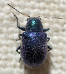 Colaspidea smaragdula