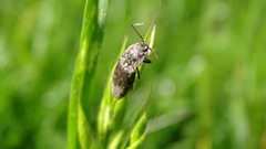 Agrypnus murinus