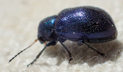Colaspidea smaragdula
