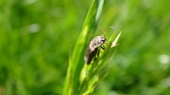 Agrypnus murinus