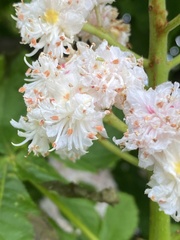 Aesculus hippocastanum