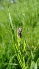 Agrypnus murinus