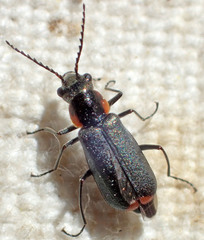 Malachius auritus