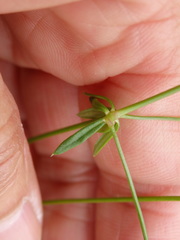 Galium debile