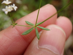 Galium debile