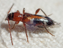 Phymatodes nitidus