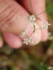 Galium debile