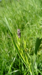 Agrypnus murinus