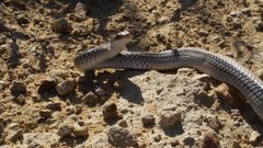 Salvadora deserticola