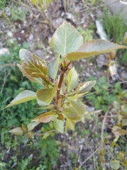 Magnoliopsida