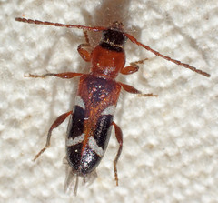 Phymatodes nitidus