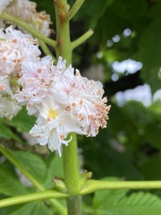 Aesculus hippocastanum