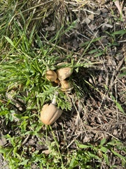 Coprinellus
