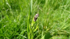Agrypnus murinus