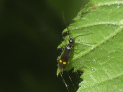 Malthodes marginatus