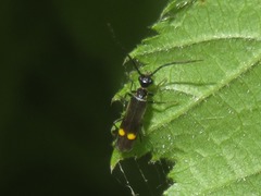 Malthodes marginatus