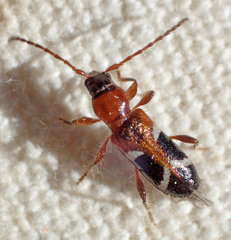 Phymatodes nitidus