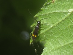 Malthodes marginatus