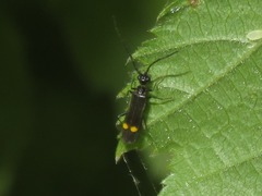 Malthodes marginatus