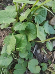 Tussilago farfara