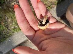 Coprinellus