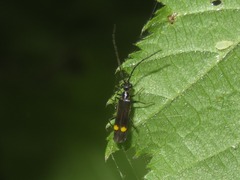 Malthodes marginatus