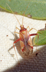 Phytocoris hettenshawi